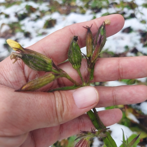 Silene noctiflora observed 2026-10-22