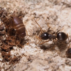 Myrmecophilus acervorum