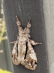 Dasychira obliquata