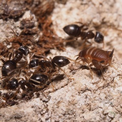 Myrmecophilus acervorum