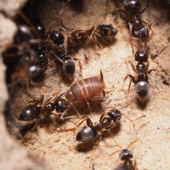 Myrmecophilus acervorum