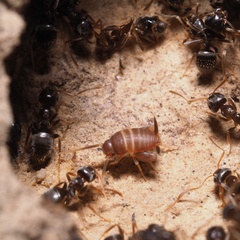 Myrmecophilus acervorum
