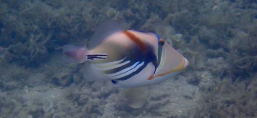 Rhinecanthus aculeatus observed 2026-10-22