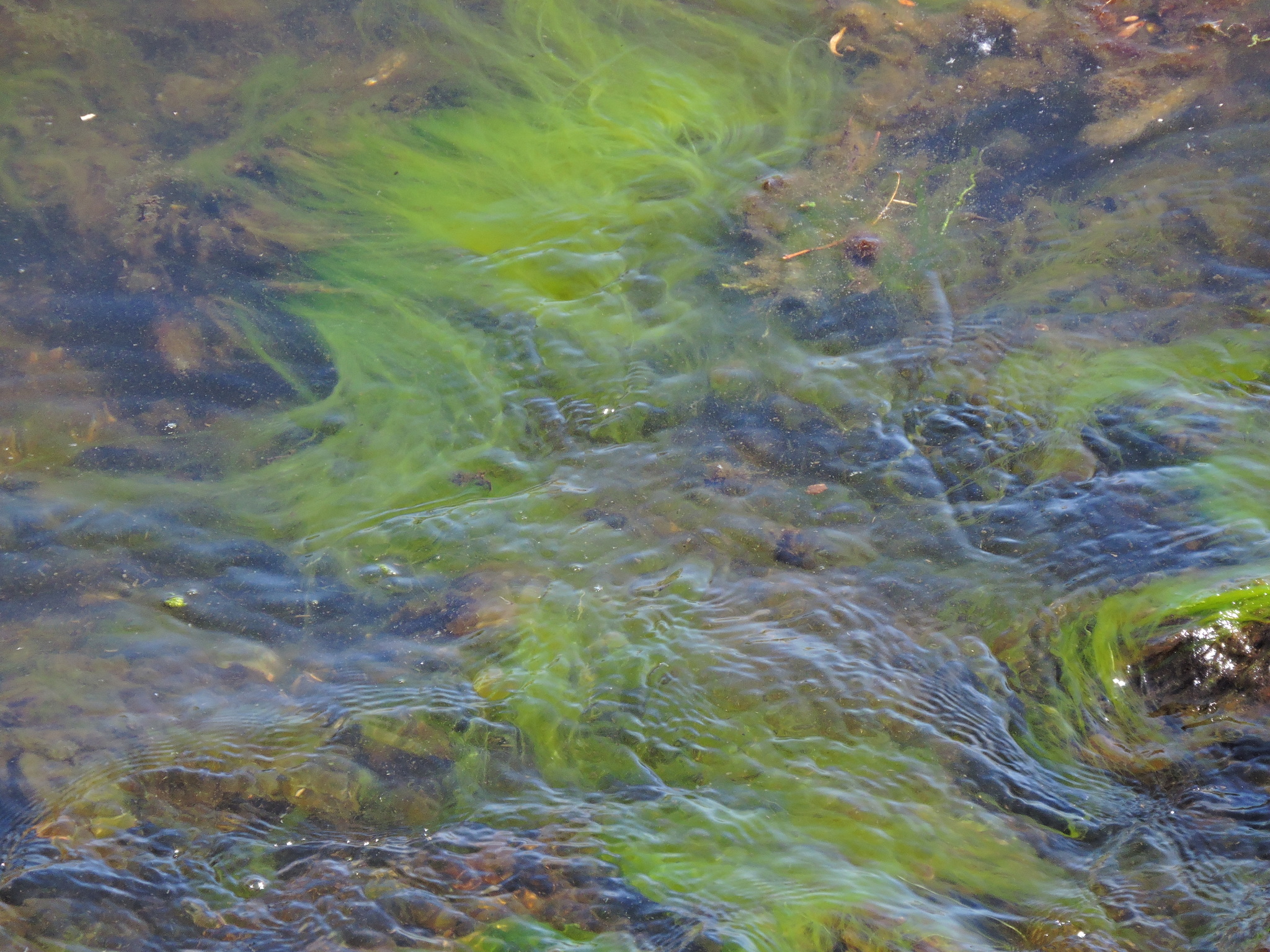 Cladophora sericea