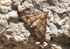 Metasia ophialis