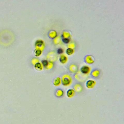 Representative image of Chlorellales