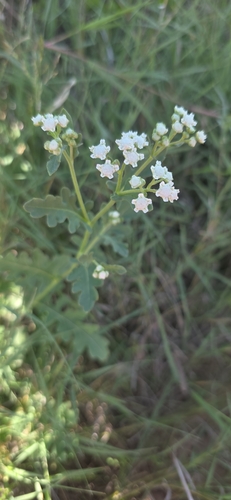 Gray's feverfew