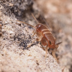 Myrmecophilus acervorum