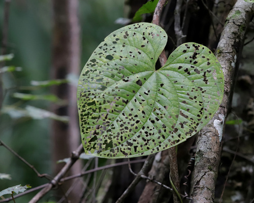 Lilioceris cheni, 2026-10-19