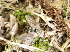 Microphthalma disjuncta