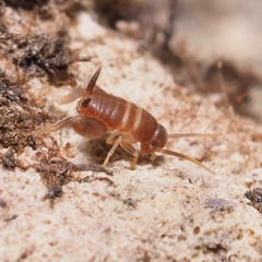Myrmecophilus acervorum