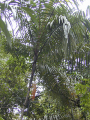 Oenocarpus mapora