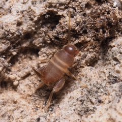 Myrmecophilus acervorum