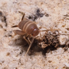 Myrmecophilus acervorum