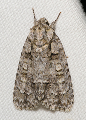 Acronicta impleta