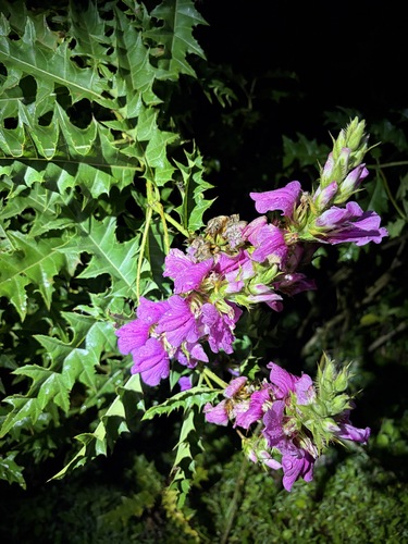 Acanthus pubescens, 2026-10-14