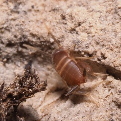 Myrmecophilus acervorum