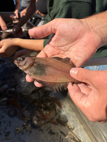 Citharichthys sordidus observed 2026-10-15