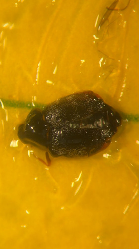 Spider Mite Destroyer