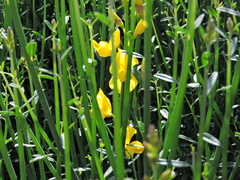 Spartium junceum