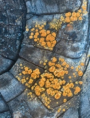 Polycauliona inconspecta