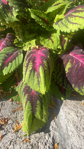 Coleus scutellarioides observed 2026-10-22