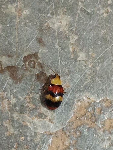 Monolepta observed 2026-10-22