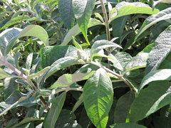 Buddleja davidii