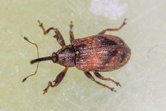 Anthonomus pomorum