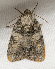 Acronicta increta