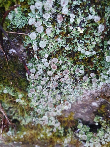Cladonia pyxidata observed 2026-10-22