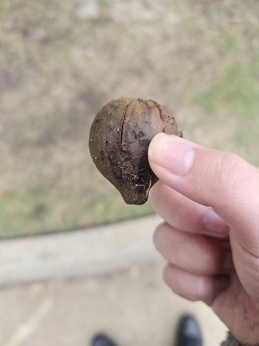 Carya glabra, 2026-10-18