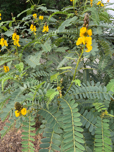 Senna didymobotrya observed 2026-10-22