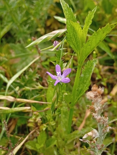 Triodanis perfoliata observed 2026-10-22