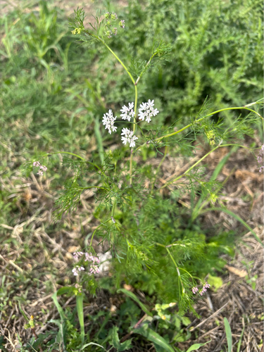 Coriandrum sativum observed 2026-10-22