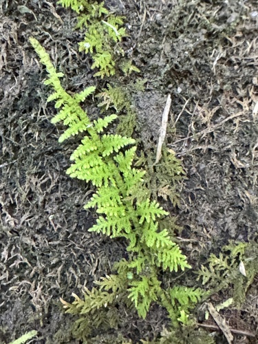 Thuidium delicatulum observed 2026-10-22