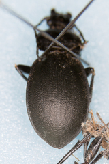 Tomocarabus