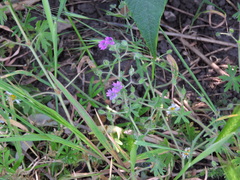 Geranium pusillum