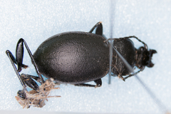 Tomocarabus