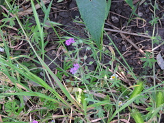 Geranium pusillum