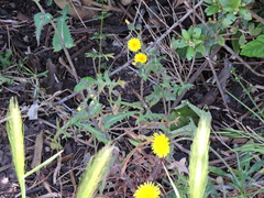 Sonchus oleraceus