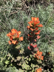 Castilleja latifolia