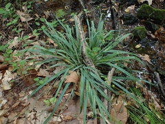 Carex glaucodea