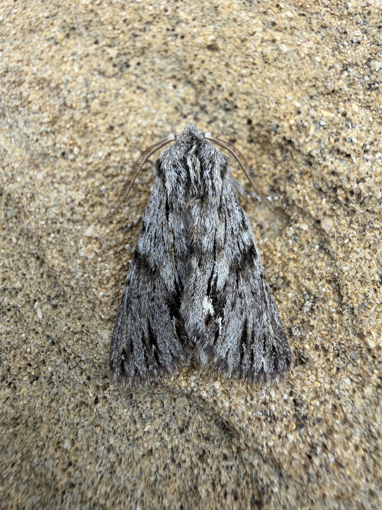 Asteroscopus syriaca