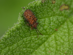 Dicladispa testacea