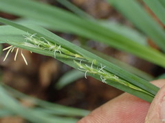 Carex glaucodea