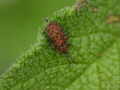 Dicladispa testacea