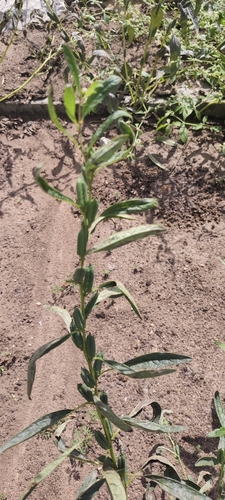 Sesamum indicum observed 2026-10-19