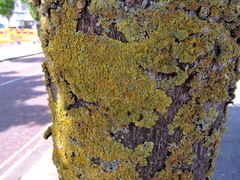 Xanthoria parietina
