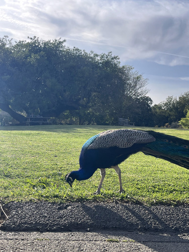 iNaturalist image